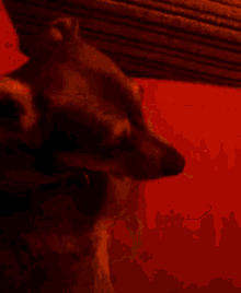 a close up of a dog 's face on a red background