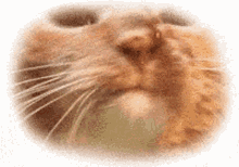 Cat Licking GIF - Cat Licking Blep GIFs
