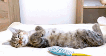 Cat Kitty GIF - Cat Kitty Sleep GIFs