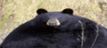 a close up of a black bear 's face with a blurred background .