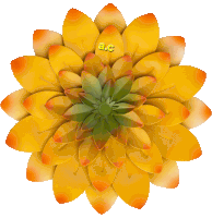a close up of a yellow flower with the letters a.c. on it