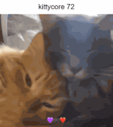 a picture of two cats with the words kittycore 72 on the top
