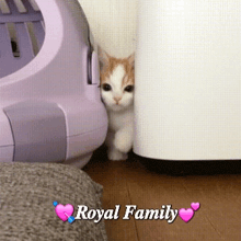 a kitten peeking out from behind a purple litter box with the words royal family written on the bottom