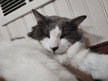 a gray and white cat is laying down on a table