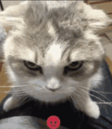 Angry Emoji Cat GIF - Angry Emoji Cat GIFs