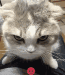 Angry Kitten Cat Face Emoticon