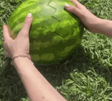 Chihuahua Watermelon GIF