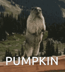 a ground squirrel standing on its hind legs with the word pumpkin written below it