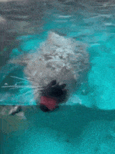a seal is swimming in a pool with its tongue hanging out .