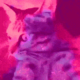 Shoegaze Psychodelic GIF - Shoegaze Psychodelic Cat GIFs
