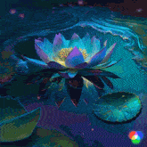 euphoric lotus