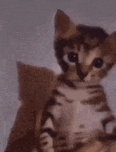 a cat is standing in front of a window and looking out .