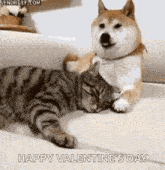 Cat Dog GIF - Cat Dog Snuggle GIFs