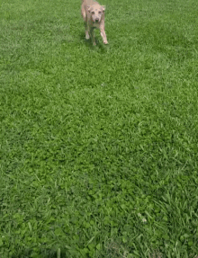 a brown dog is walking in the grass .