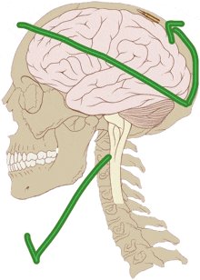 a drawing of a skull and a brain with arrows pointing to it