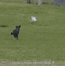 dog chasing woman cartoon