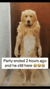 Dancing Dog Party Ended Dog Dancing GIF - Dancing Dog Dog Party Ended Dog Dancing GIFs