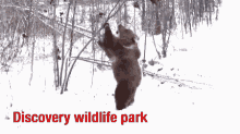 Bear Berkley GIF - Bear Berkley Discover Wildlife Park GIFs