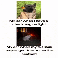 a picture of a dog with a butterfly on its nose next to a picture of a car with a red light