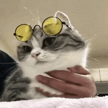 Komaru Sunglasses GIF - Komaru Sunglasses комару GIFs