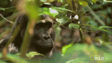 Resting Kingo GIF - Resting Kingo Behold The King Of The Jungle GIFs