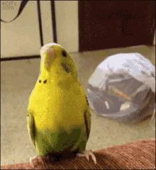 Cute Bird GIF - Cute Bird Parrot GIFs
