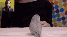 How To Teach A Bird To Do Tricks GIF - How To Teach A Bird To Do Tricks GIFs