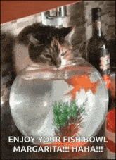 a cat is sitting in a fish bowl .