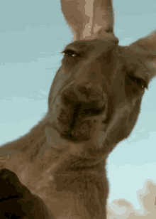 Judging Kangaroo GIF - Judging Kangaroo Chewing GIFs
