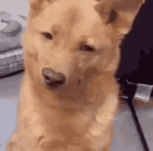 Dog Dog Blinking GIF - Dog Dog Blinking Dog Making Face GIFs