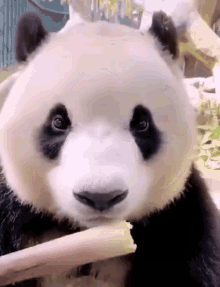 panda GIFs | Tenor