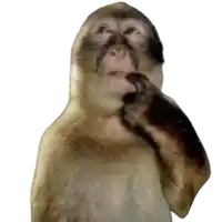 a close up of a monkey 's face with a white background