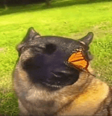 Dog With Butterfly On Nose GIF - Dog With Butterfly On Nose GIFs