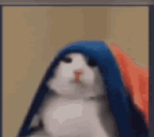 Cat Cat Blanket GIF - Cat Cat Blanket Cat Reaction GIFs