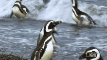 By The Beach Homewrecking Penguin GIF - By The Beach Homewrecking Penguin Chilling GIFs
