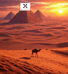 a camel in the desert with pyramids in the background and an elmonx logo