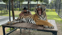 a man laying next to a tiger that is laying on a wooden table that says tiger world thailand