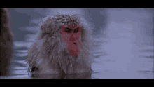 Aphex Twin Bakara GIF - Aphex Twin Bakara Monkey GIFs