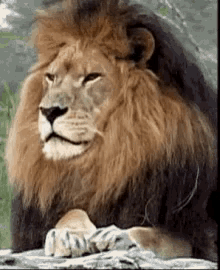 Lion Staring GIF - Lion Staring Bored GIFs