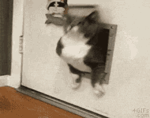 chubby chubby cat stuck door pet door