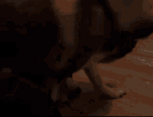two husky dogs are playing with each other on a wood floor