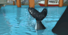 Whale Tail GIF