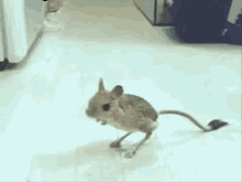 rodent-jerboma.gif