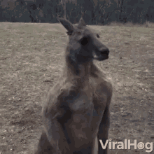 Scared Startled GIF - Scared Startled Kangaroo GIFs