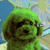 a small dog with green hair and the word am written on its face