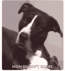 Dog Silly Dog Meme GIF - Dog Silly Dog Meme June Bug GIFs