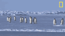 On Our Way National Geographic GIF - On Our Way National Geographic Penguins GIFs