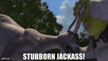 a stubborn jackass is written on a screen