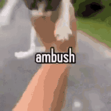 Ambush Cat GIF - Ambush Cat GIFs