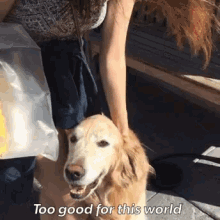 Dogs Golden GIF - Dogs Golden Puppy GIFs